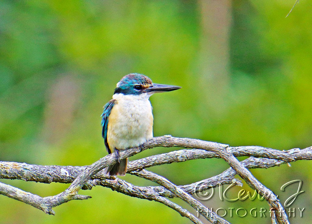 Click image for larger version

Name:	Sadred Kingfisher 2.jpg
Views:	111
Size:	208.9 KB
ID:	468592