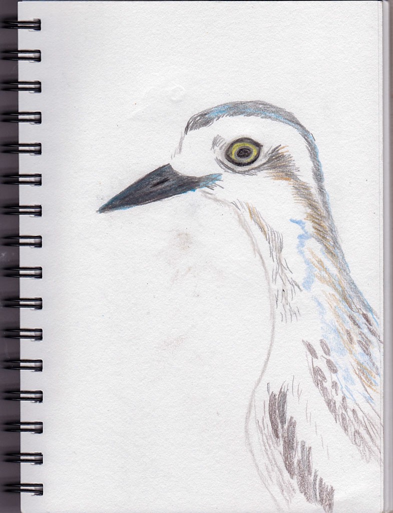 Click image for larger version

Name:	Curlew Sketch.jpg
Views:	74
Size:	182.7 KB
ID:	468670