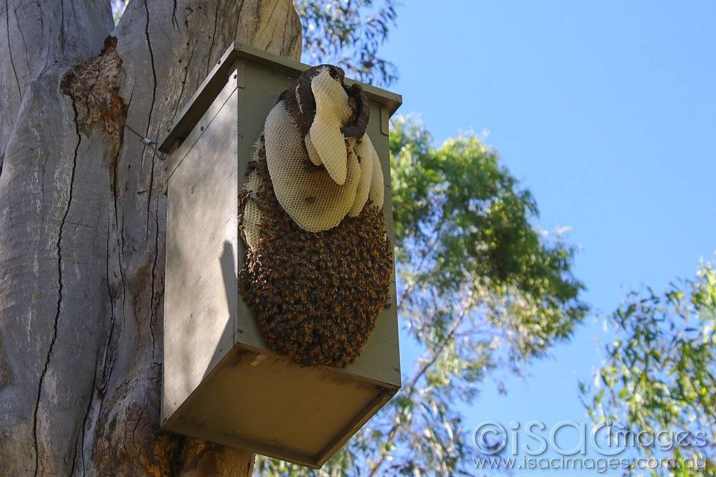 Click image for larger version

Name:	3805-Bees.jpg
Views:	33
Size:	194.9 KB
ID:	468686