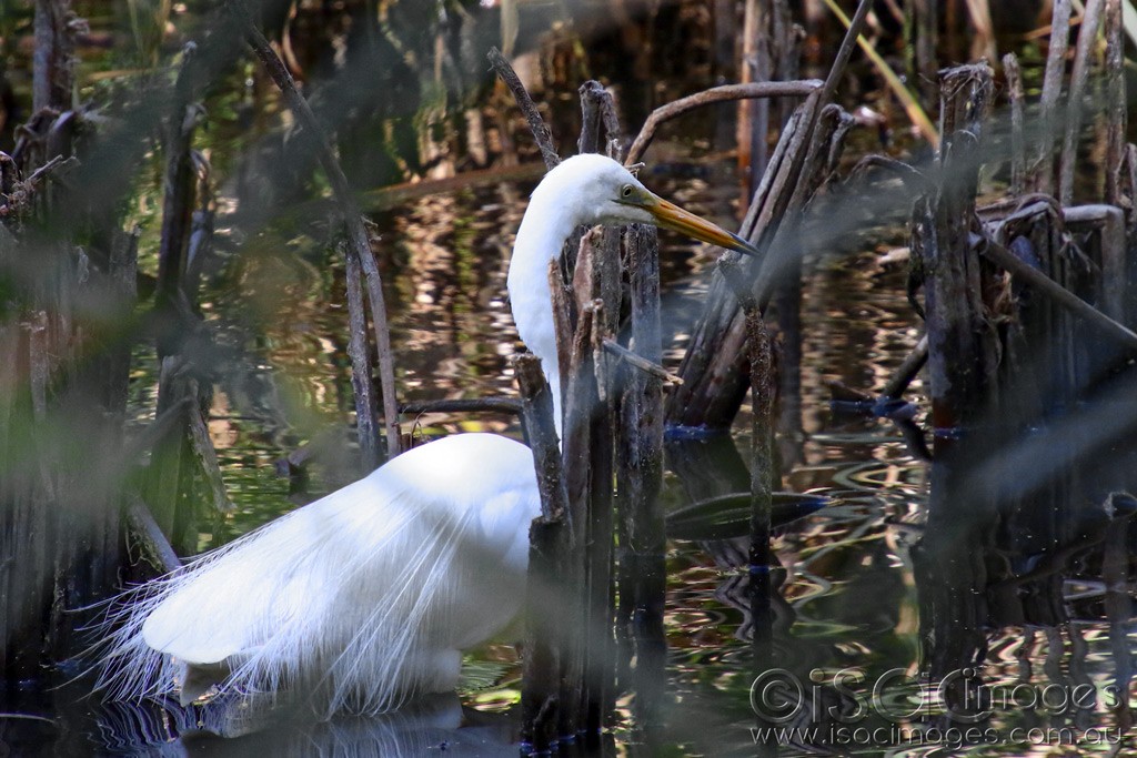 Click image for larger version

Name:	3807-Egret.jpg
Views:	26
Size:	199.6 KB
ID:	468687