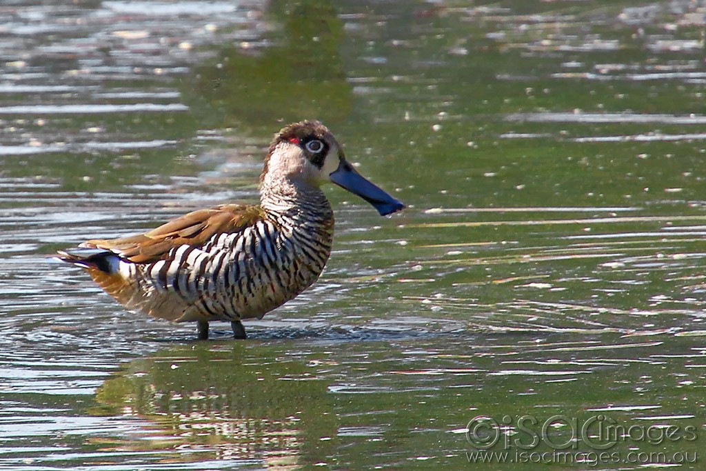 Click image for larger version

Name:	3854-Pink_Eared_Duck.jpg
Views:	30
Size:	224.3 KB
ID:	468688