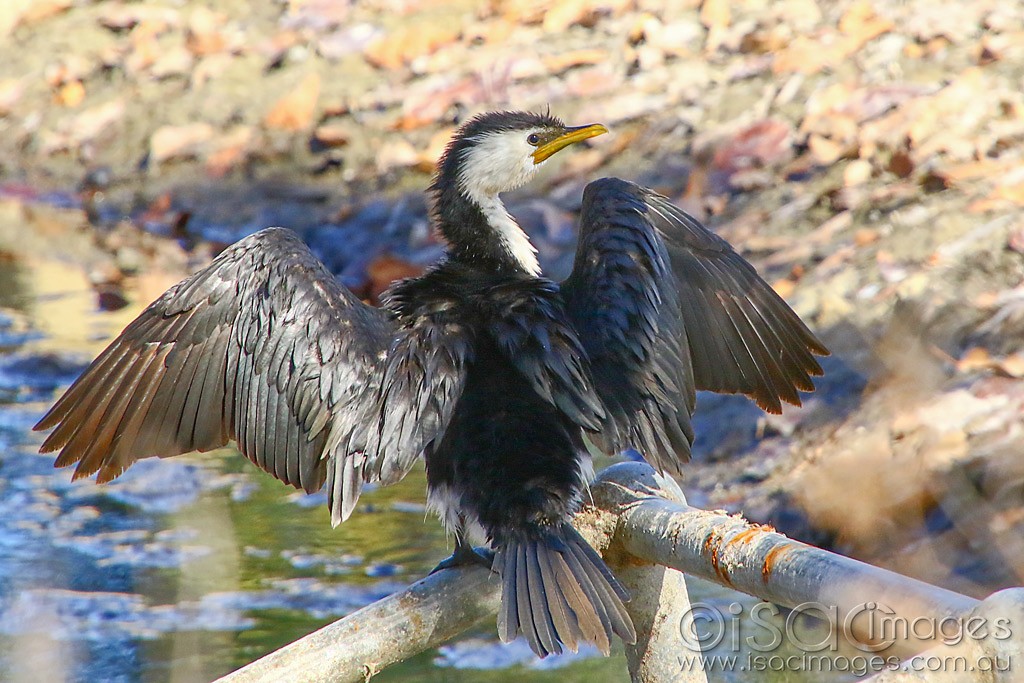 Click image for larger version  Name:	3743-Little_Pied_Cormorant.jpg Views:	0 Size:	205.3 KB ID:	468710