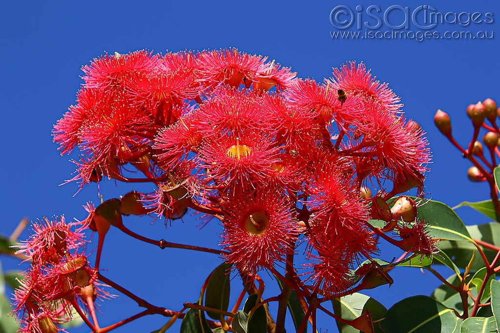 Click image for larger version

Name:	3754-Flowering_Gum.jpg
Views:	157
Size:	255.4 KB
ID:	468712