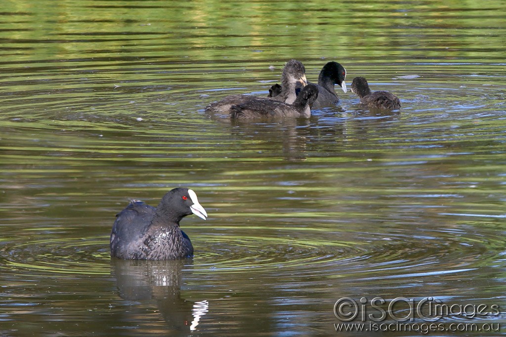 Click image for larger version

Name:	3940-Eurasian_Coots.jpg
Views:	41
Size:	214.6 KB
ID:	468781