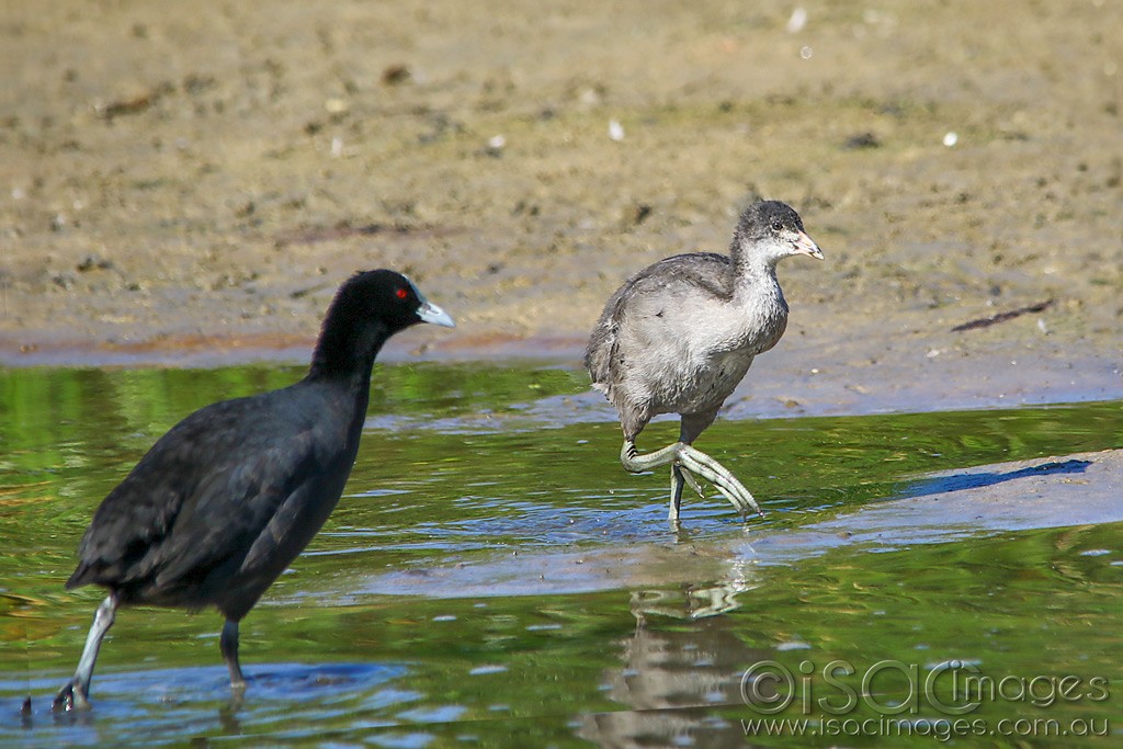 Click image for larger version

Name:	3975-Eurasian_Coots.jpg
Views:	41
Size:	178.4 KB
ID:	468782