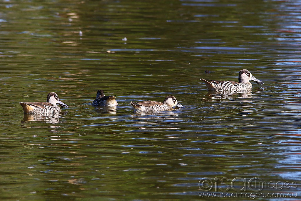 Click image for larger version

Name:	3924-Pink_Eared_Ducks.jpg
Views:	35
Size:	206.4 KB
ID:	468783