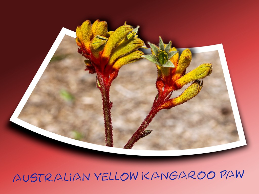 Click image for larger version

Name:	0091-Australian_Yellow_Kangaroo_Paw.jpg
Views:	135
Size:	148.7 KB
ID:	468794