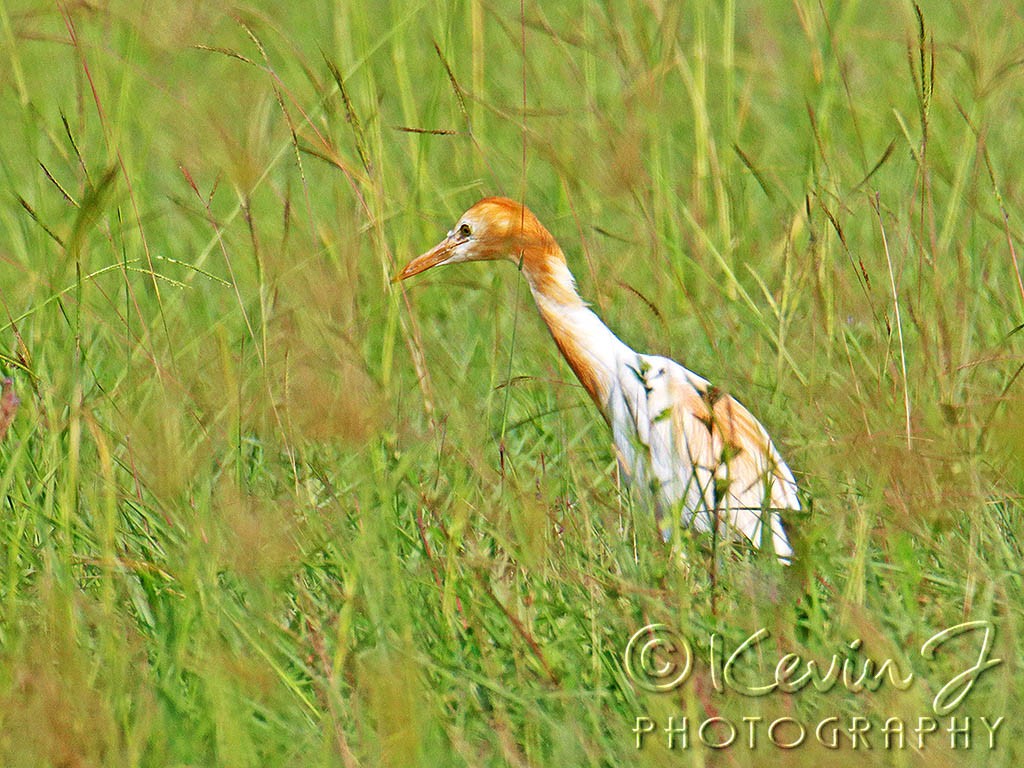 Click image for larger version

Name:	Cattle Egret.jpg
Views:	124
Size:	244.2 KB
ID:	468891