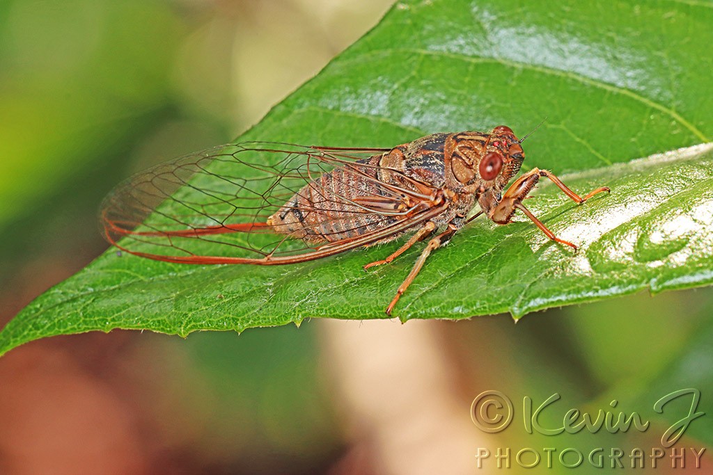 Click image for larger version

Name:	Cicada 1.jpg
Views:	176
Size:	173.0 KB
ID:	468911