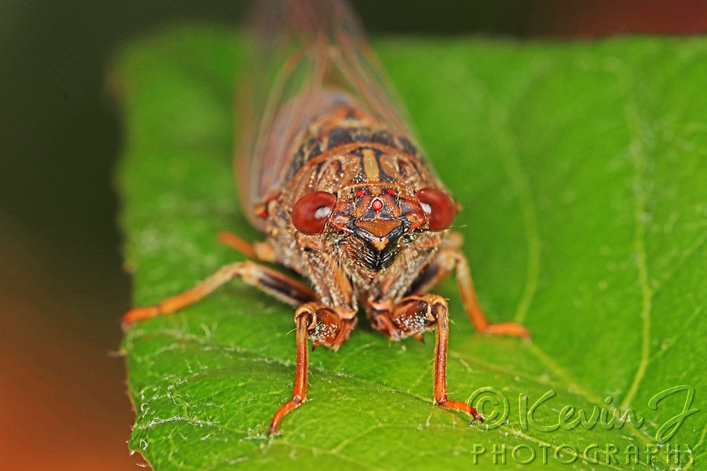 Click image for larger version

Name:	Cicada 2.jpg
Views:	178
Size:	136.5 KB
ID:	468912