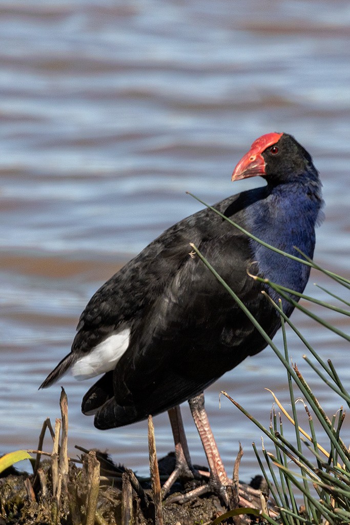 Click image for larger version  Name:	Australasian Swamphen.jpg Views:	2 Size:	178.7 KB ID:	468951