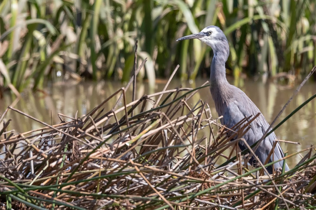 Click image for larger version  Name:	White Faced Heron 3.jpg Views:	2 Size:	220.8 KB ID:	468954