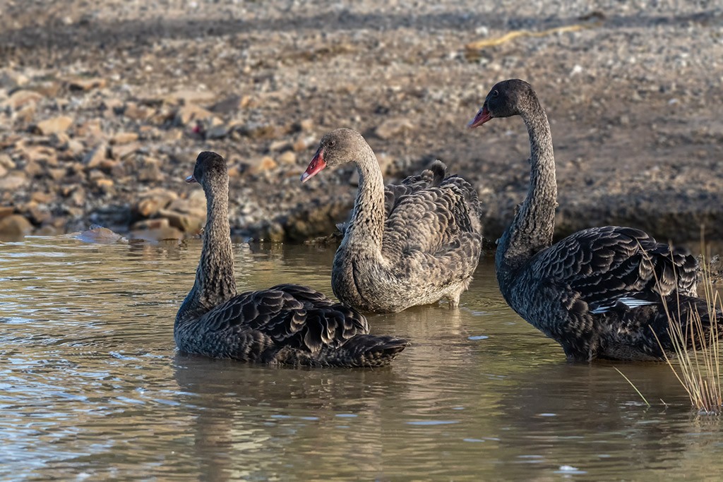 Click image for larger version

Name:	Young Swans.jpg
Views:	95
Size:	217.2 KB
ID:	468959