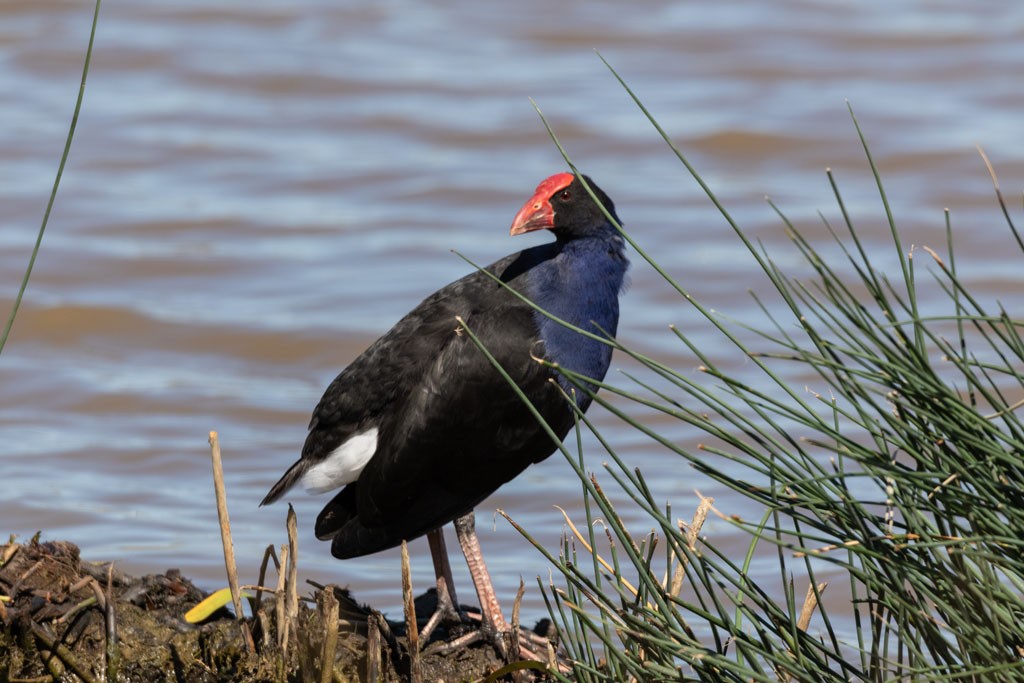 Click image for larger version

Name:	Australasian Swamphen (Orig).jpg
Views:	97
Size:	153.3 KB
ID:	468978