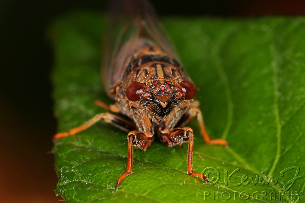 Click image for larger version

Name:	Cicada Redo.jpg
Views:	168
Size:	125.9 KB
ID:	469007