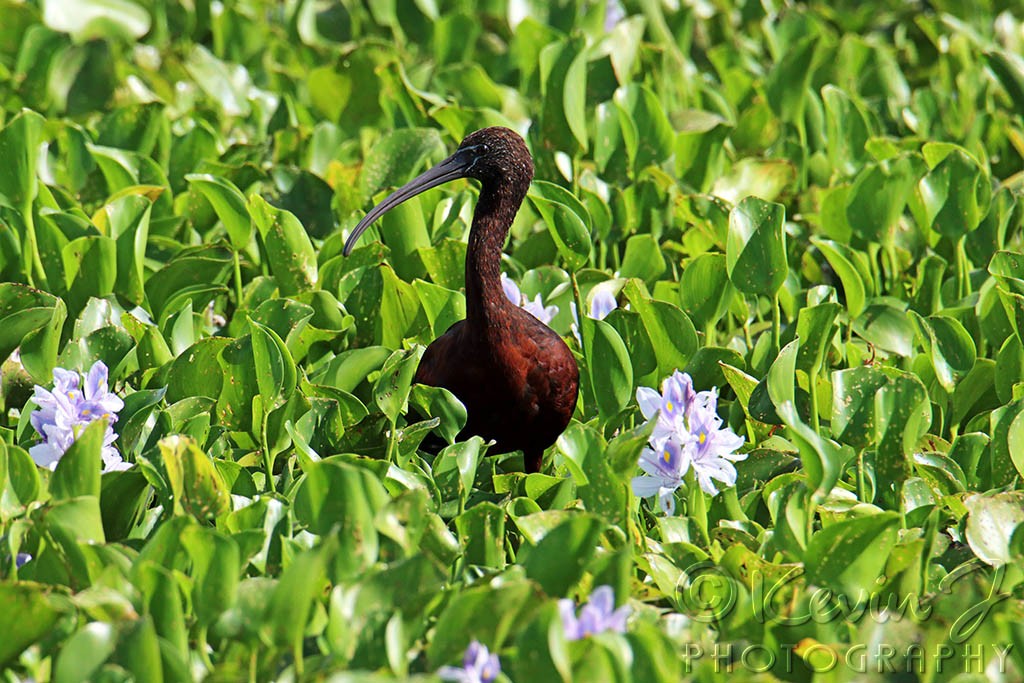 Click image for larger version

Name:	Glossy Ibis2.jpg
Views:	169
Size:	221.9 KB
ID:	469048