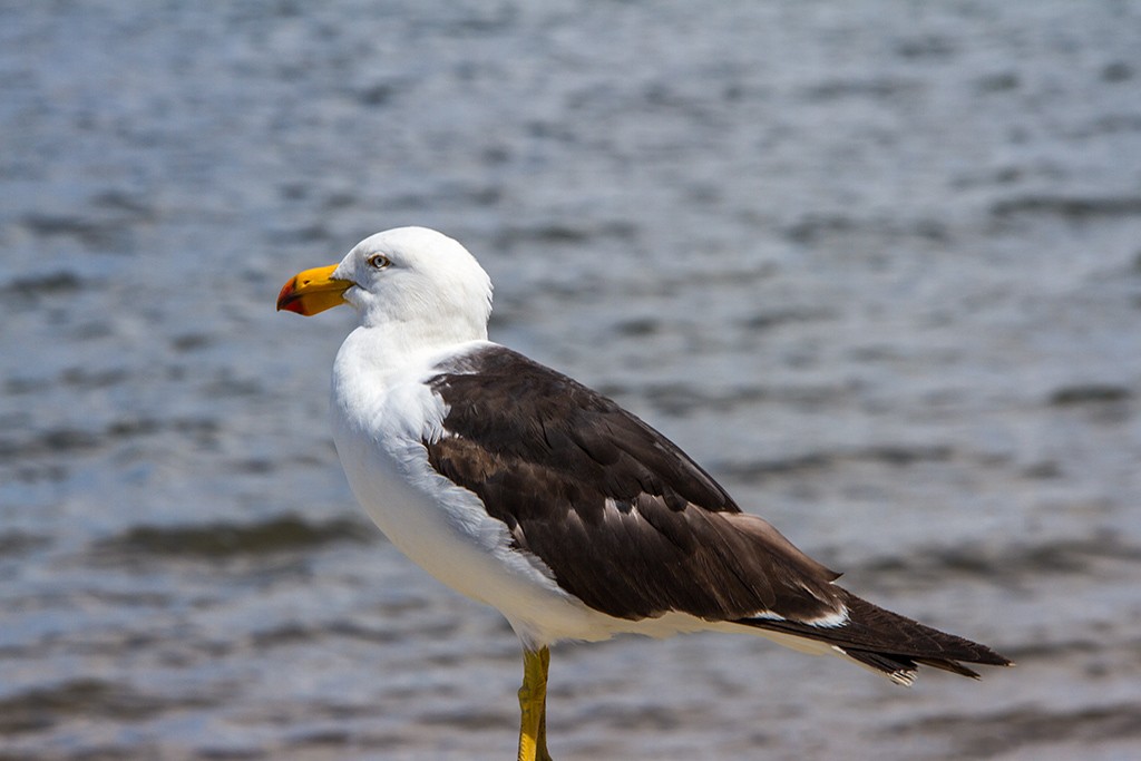 Click image for larger version

Name:	Pacific Gull.jpg
Views:	138
Size:	103.2 KB
ID:	469097