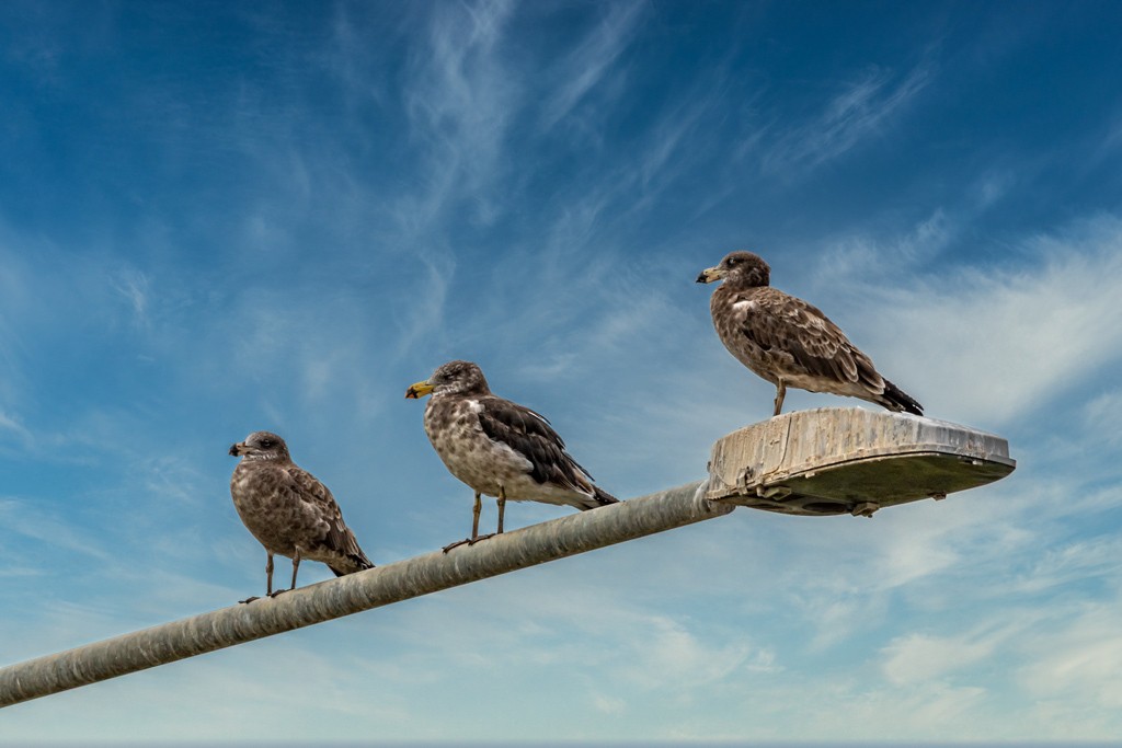 Click image for larger version

Name:	Juvie Pacific Gulls - Luminar 4 Sky.jpg
Views:	127
Size:	98.3 KB
ID:	469162