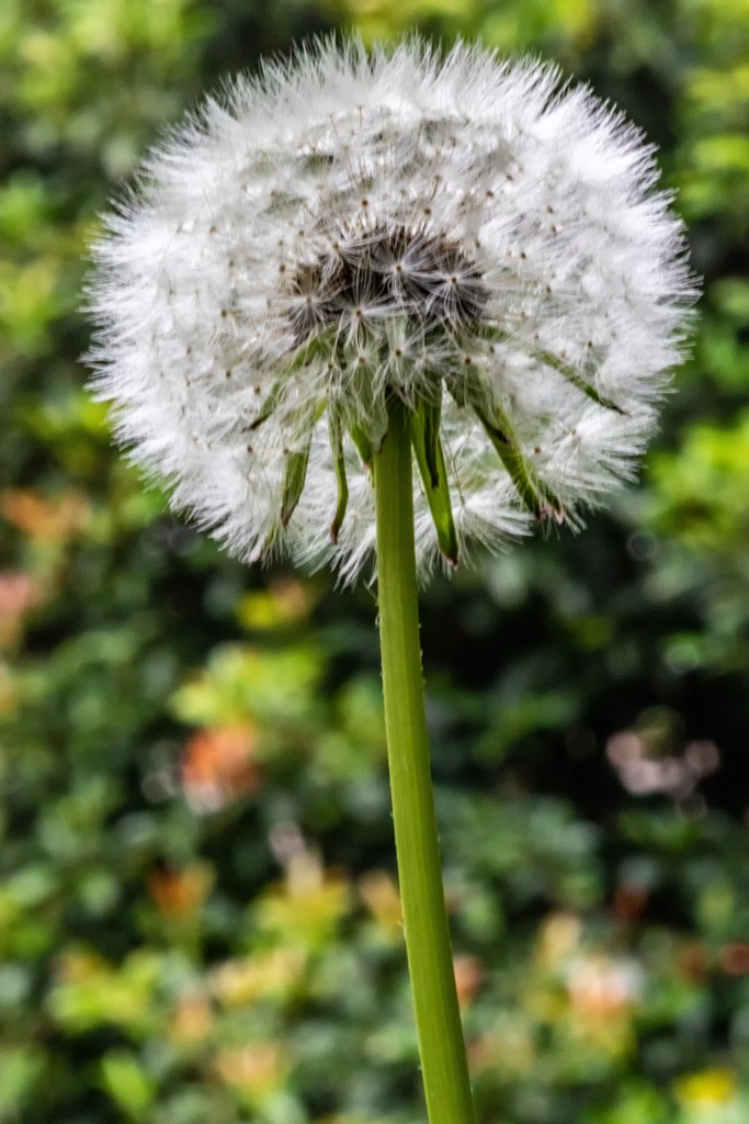 Click image for larger version

Name:	Dandelion 1.jpg
Views:	159
Size:	154.7 KB
ID:	469223