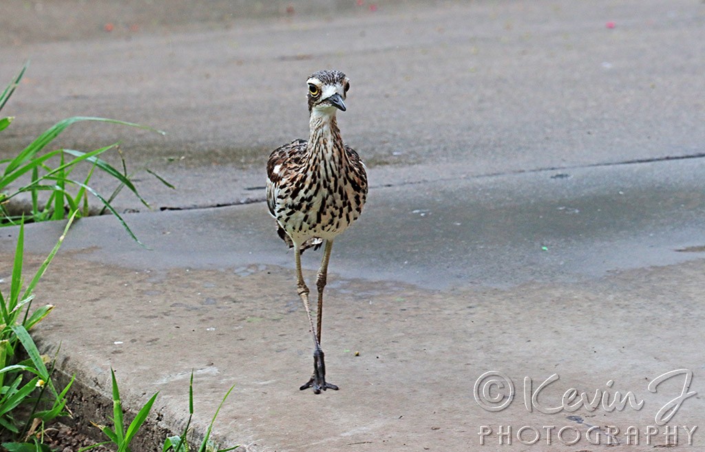 Click image for larger version

Name:	Curlew 2.jpg
Views:	30
Size:	168.9 KB
ID:	469276