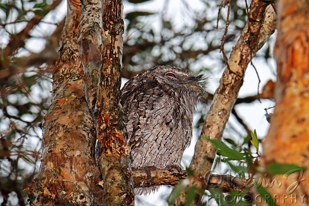 Click image for larger version

Name:	Frogmouth 2.jpg
Views:	143
Size:	230.6 KB
ID:	469324