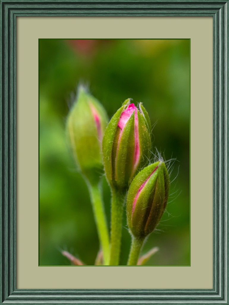 Click image for larger version

Name:	3 Buds.jpg
Views:	174
Size:	124.0 KB
ID:	469375