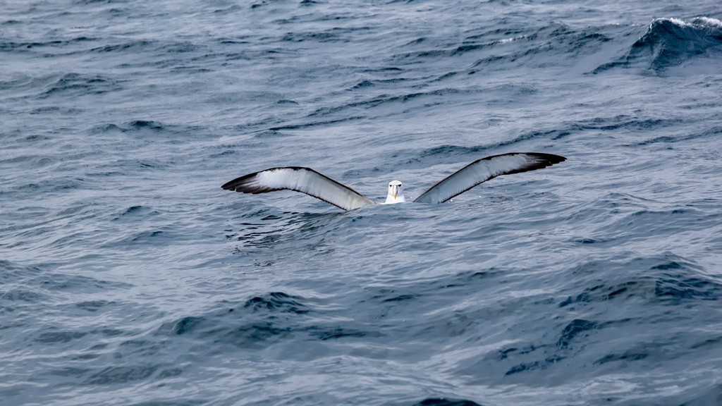 Click image for larger version  Name:	Shy Albatross 29.jpg Views:	3 Size:	154.1 KB ID:	469378