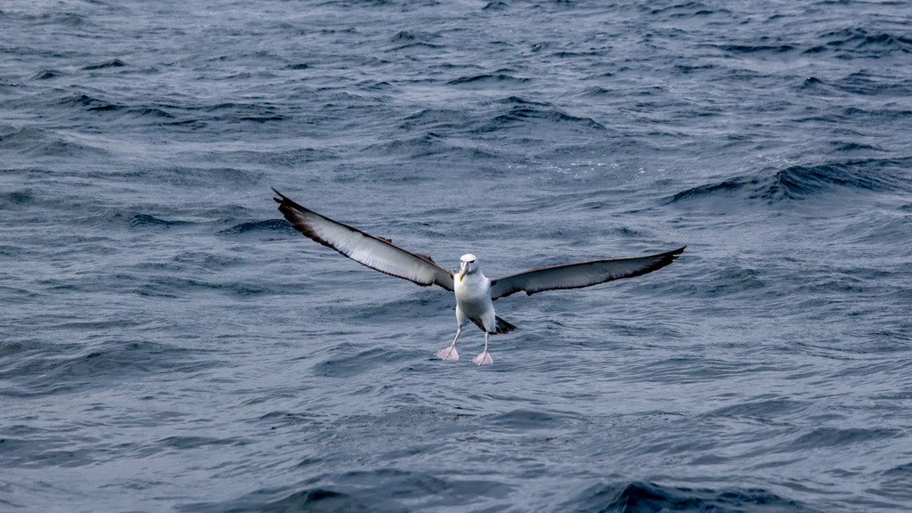 Click image for larger version  Name:	Shy Albatross 27.jpg Views:	2 Size:	171.8 KB ID:	469379