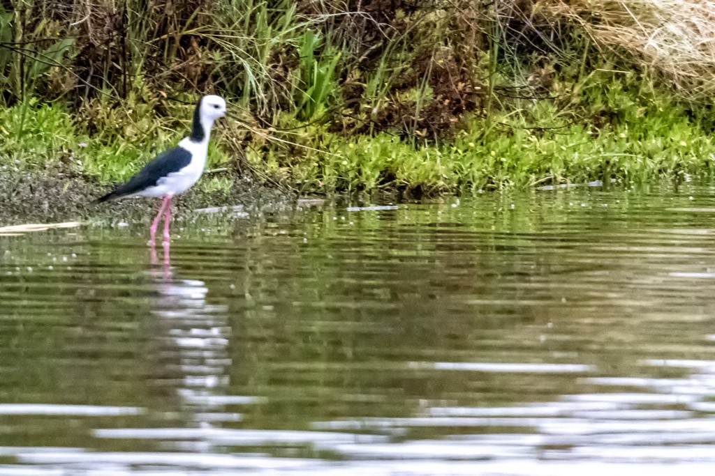 Click image for larger version  Name:	Pied Stilt.jpg Views:	32 Size:	234.8 KB ID:	469423