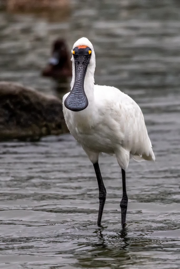 Click image for larger version

Name:	Royal Spoonbill.jpg
Views:	134
Size:	135.4 KB
ID:	469457