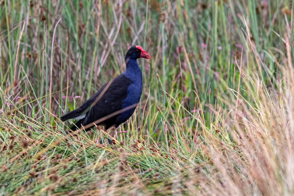 Click image for larger version

Name:	Australasian Swamphen 1.jpg
Views:	130
Size:	210.3 KB
ID:	469459