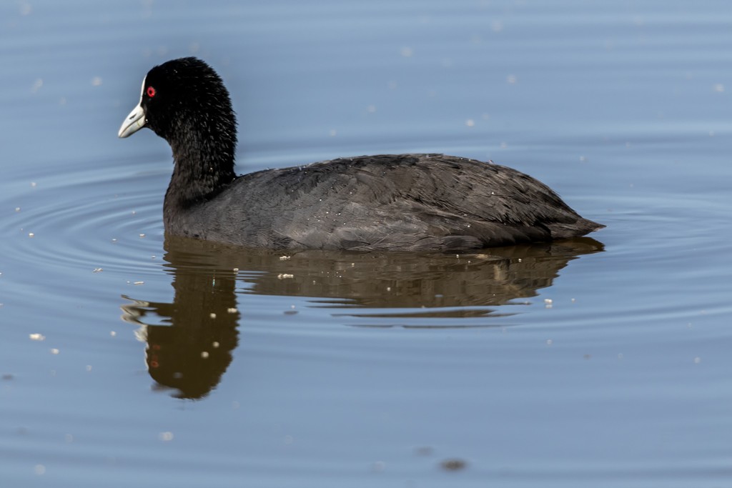 Click image for larger version

Name:	Eurasian Coot.jpg
Views:	142
Size:	77.3 KB
ID:	469550