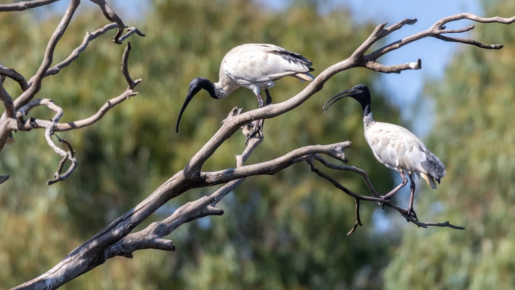 Click image for larger version

Name:	Australian White Ibis 01.jpg
Views:	123
Size:	122.0 KB
ID:	469552