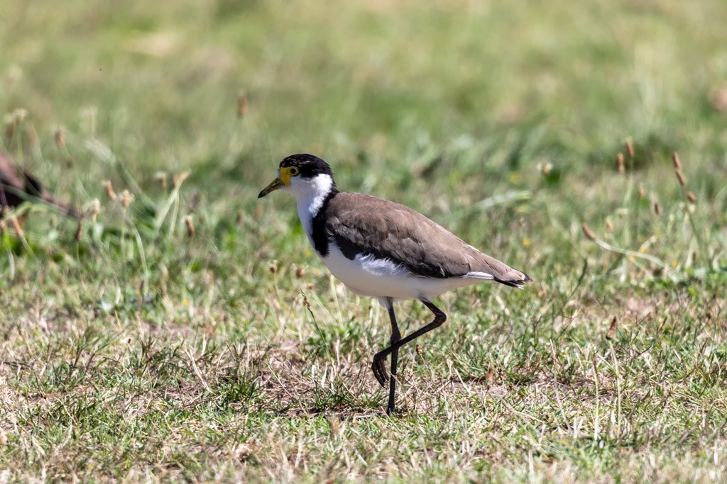 Click image for larger version

Name:	Spur Wing Plover.jpg
Views:	135
Size:	209.0 KB
ID:	469555