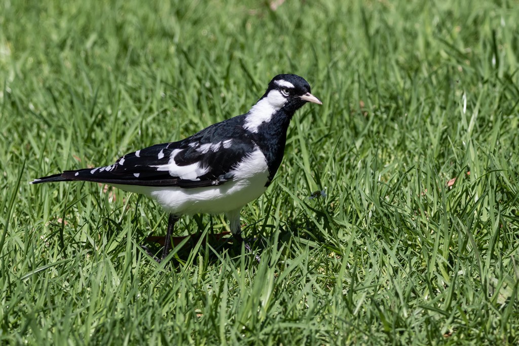 Click image for larger version

Name:	Magpie-Lark 1.jpg
Views:	184
Size:	238.4 KB
ID:	469556