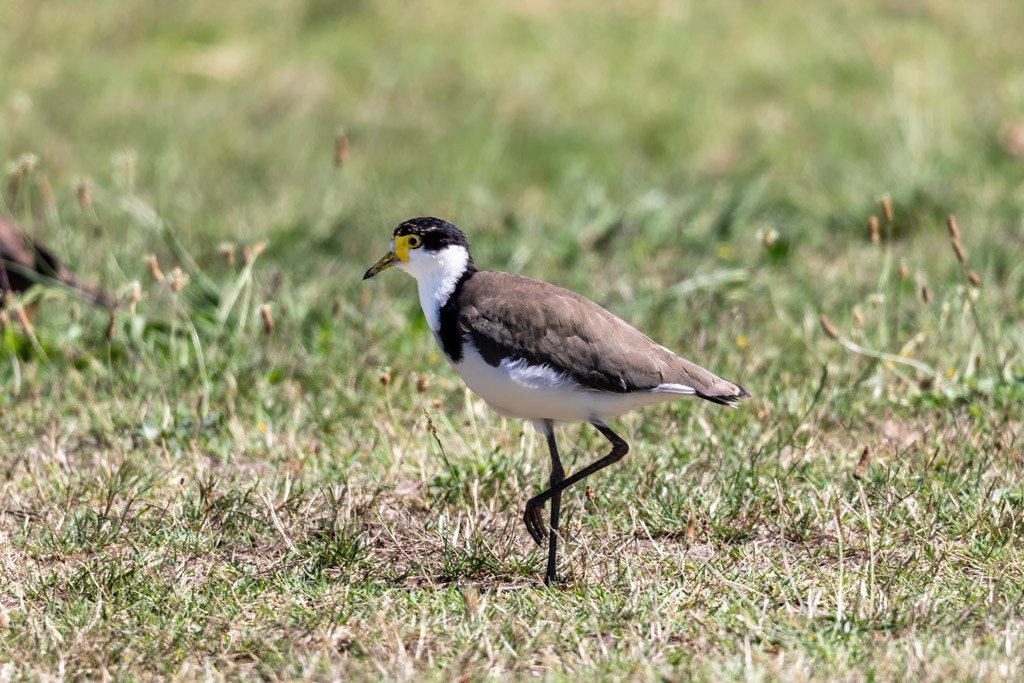 Click image for larger version

Name:	Spur Wing Plover.jpg
Views:	109
Size:	206.9 KB
ID:	469582