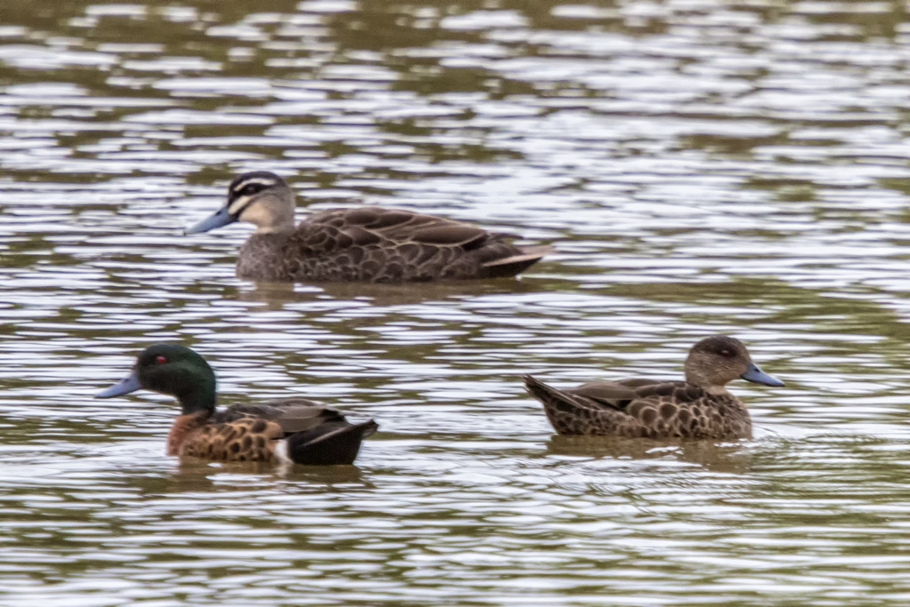 Click image for larger version

Name:	Dsandenong Wetlands 16.jpg
Views:	110
Size:	459.9 KB
ID:	469639