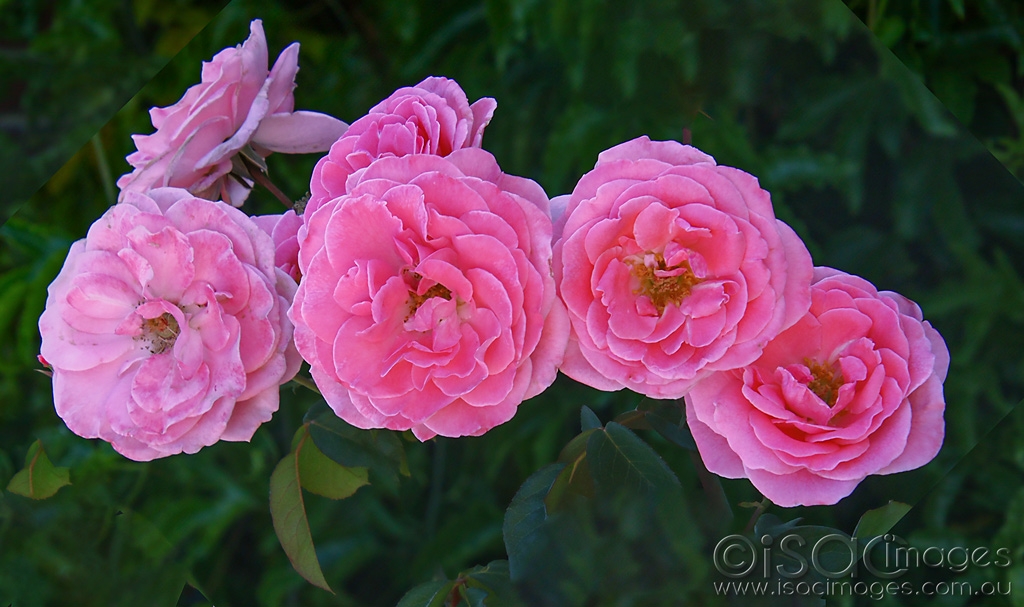 Click image for larger version

Name:	4231-Pink_Roses.jpg
Views:	39
Size:	407.7 KB
ID:	469680