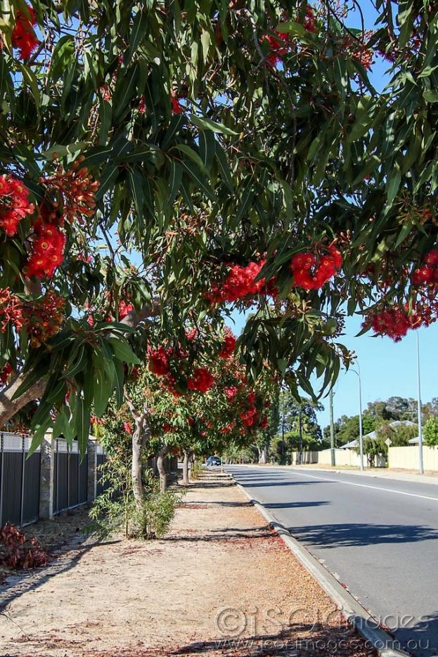 Click image for larger version

Name:	4212-Flowering_Gums.jpg
Views:	42
Size:	168.1 KB
ID:	469681