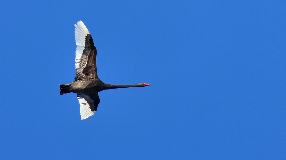 Click image for larger version

Name:	Black Swan overhead.jpg
Views:	75
Size:	215.7 KB
ID:	469798