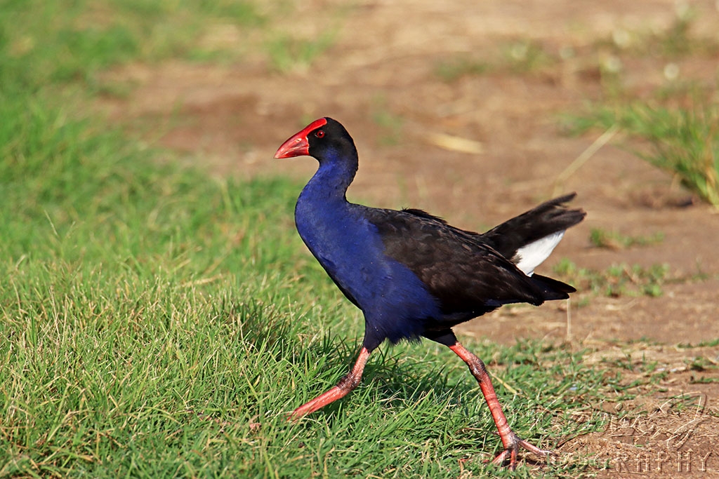 Click image for larger version

Name:	Swamphen.jpg
Views:	33
Size:	510.4 KB
ID:	469889