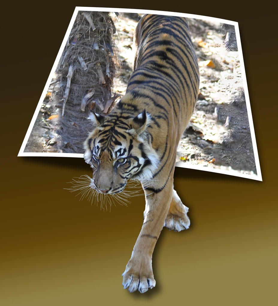 Click image for larger version

Name:	7254-Tiger_OOB.jpg
Views:	46
Size:	436.0 KB
ID:	469903