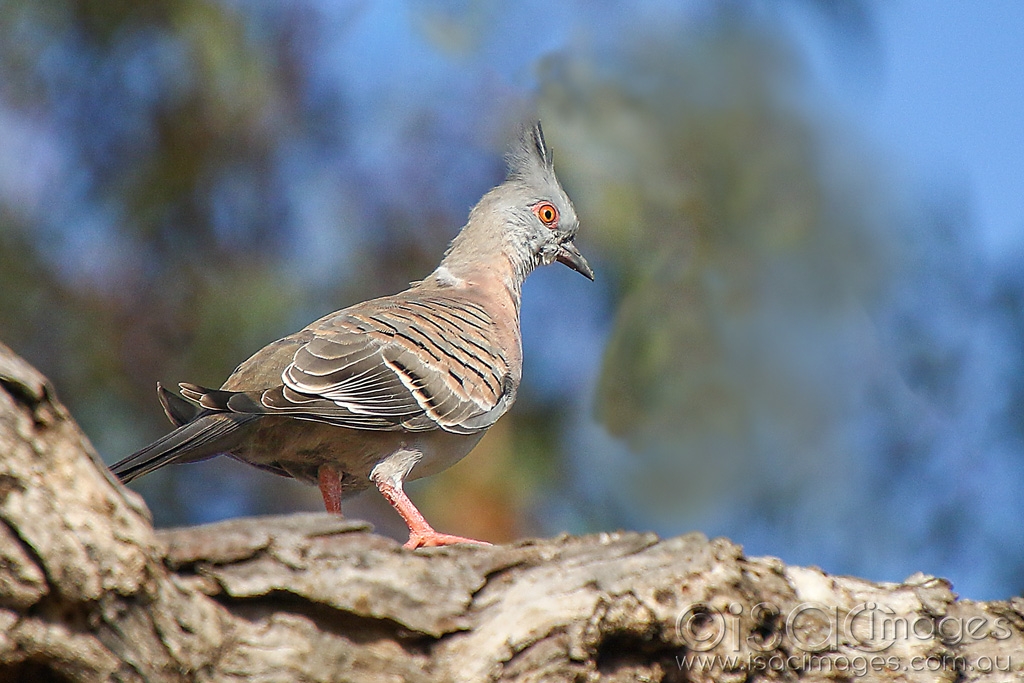 Click image for larger version

Name:	027A4755_Crested_Pigeon.jpg
Views:	26
Size:	452.9 KB
ID:	469906