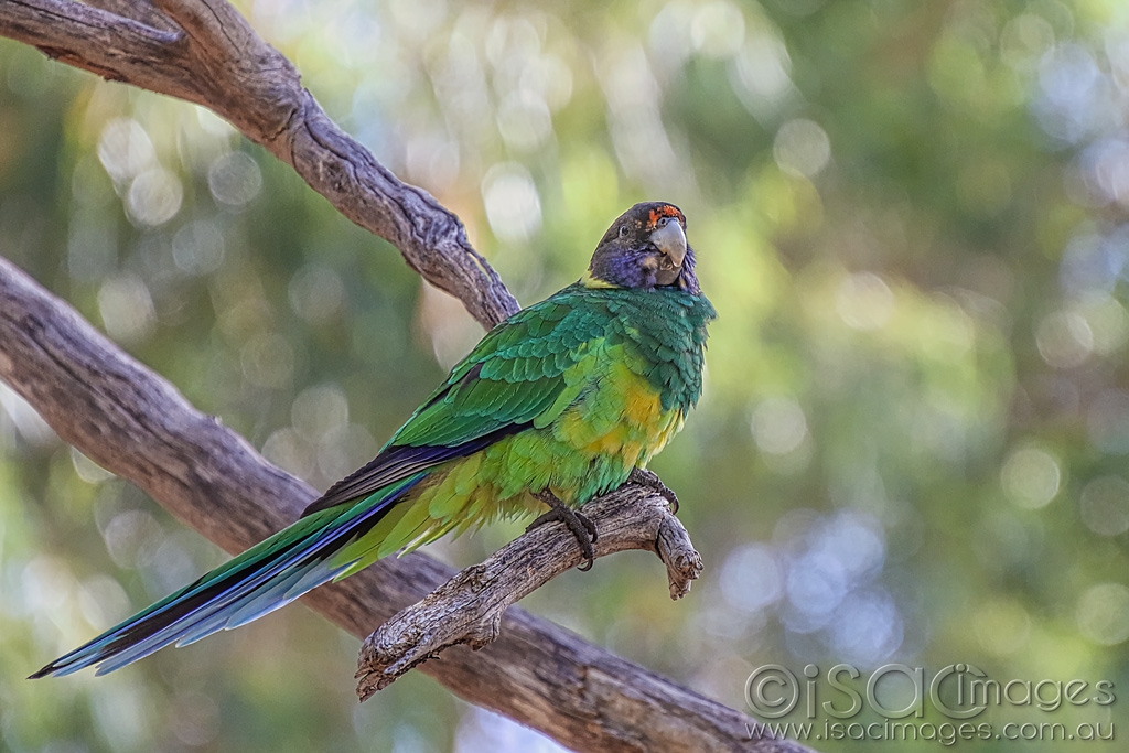 Click image for larger version

Name:	027A4605-28_Parrot.jpg
Views:	22
Size:	434.2 KB
ID:	469907