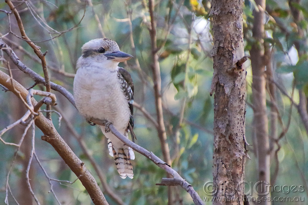 Click image for larger version

Name:	027A4914-Kookaburra.jpg
Views:	25
Size:	472.6 KB
ID:	469908