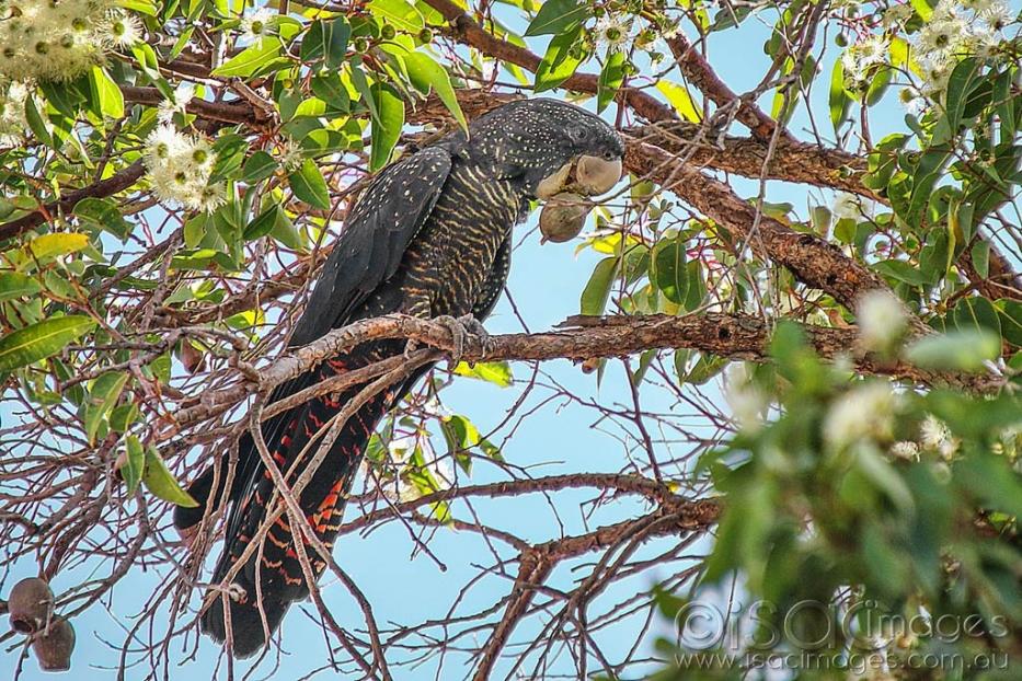 Click image for larger version

Name:	027A4634-Female_Red-Tail_Cockatoo.jpg
Views:	24
Size:	175.5 KB
ID:	469909