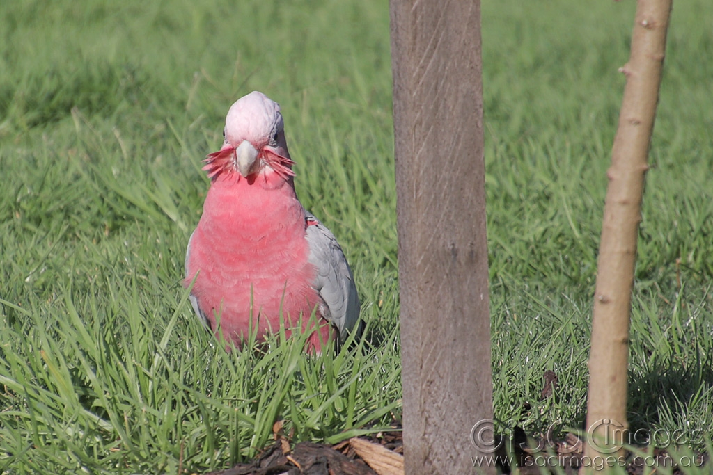 Click image for larger version

Name:	027A4841-Galah.jpg
Views:	27
Size:	485.1 KB
ID:	469913