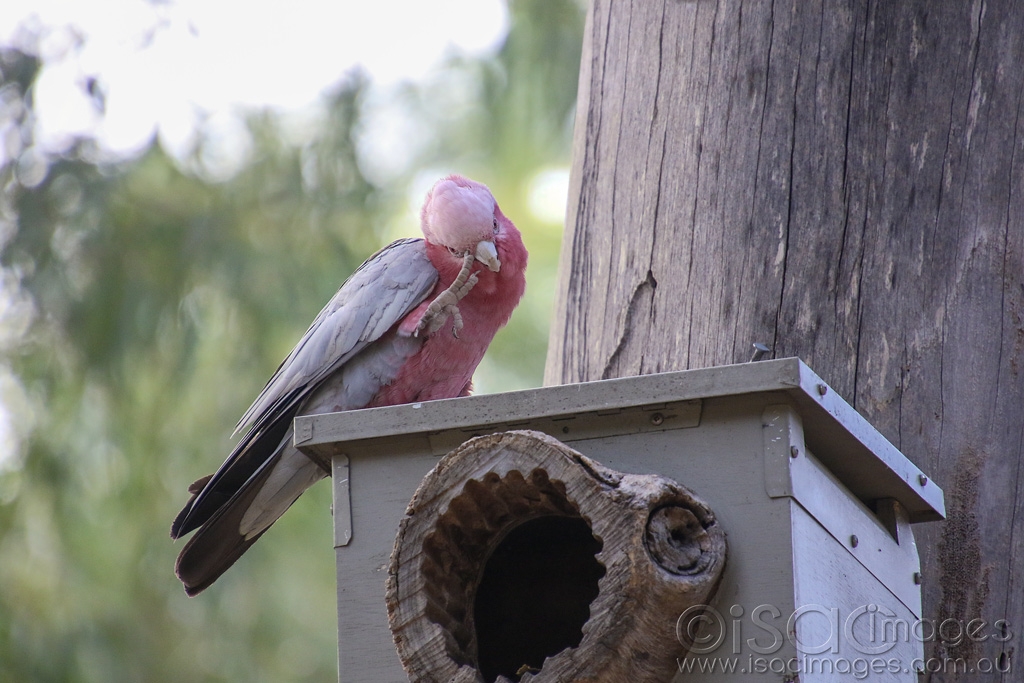 Click image for larger version

Name:	027A4795-Galah.jpg
Views:	25
Size:	425.0 KB
ID:	469914