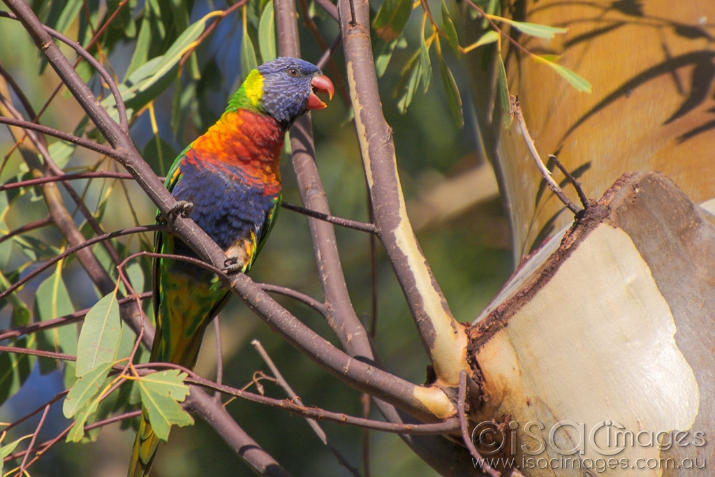 Click image for larger version

Name:	027A4887-Rainbow_Lorikeet.jpg
Views:	24
Size:	474.2 KB
ID:	469915