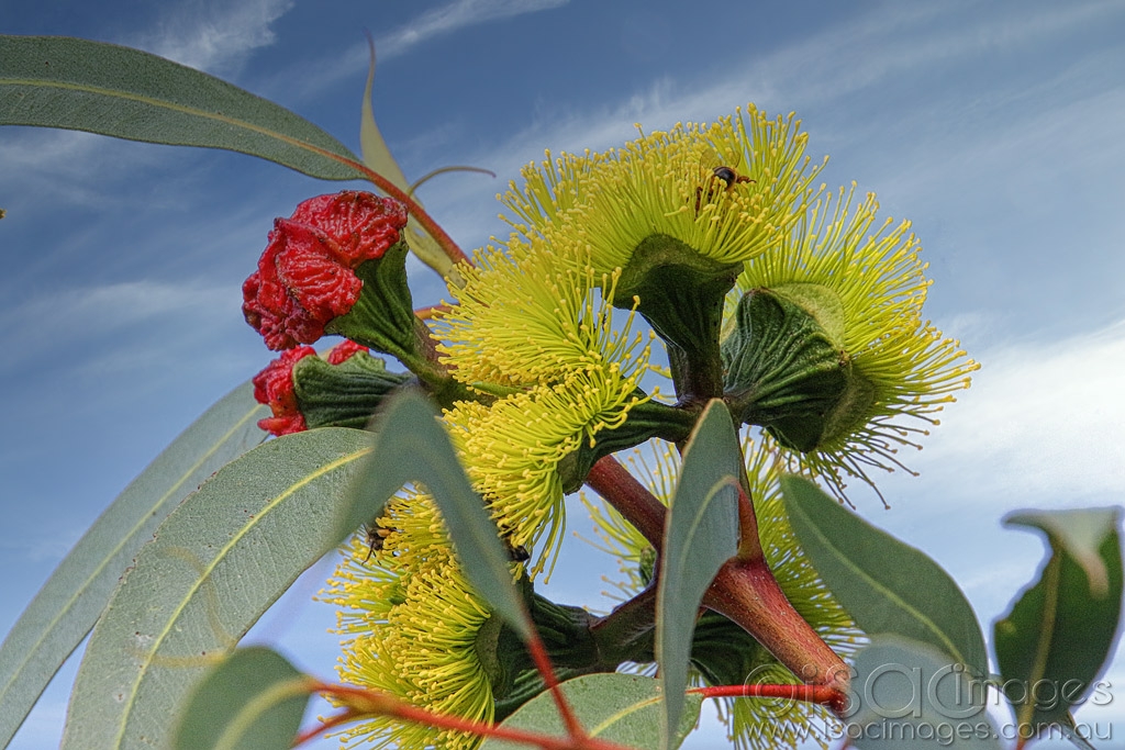 Click image for larger version  Name:	027A4562-Flowering_Gum.jpg Views:	0 Size:	490.4 KB ID:	469918